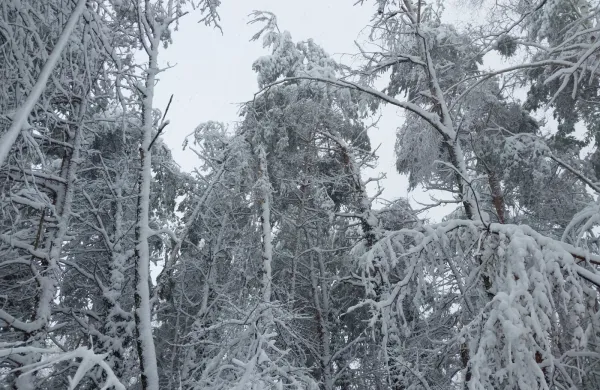 Na območju je danes brez oskrbe z električno energijo &scaron;e okoli 17.000 odjemalcev