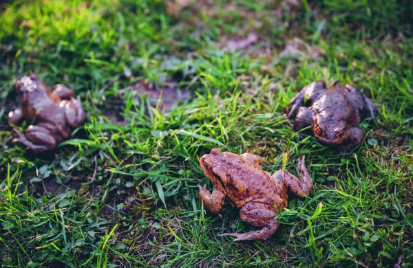 Dvoživke so pomembni plenilci žuželk.