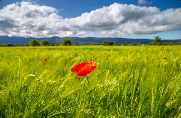 Zeleno zelena pomlad 2023 Vipavska dolina Vrtojbensko polje