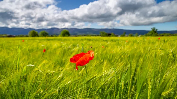 Zeleno zelena pomlad 2023 Vipavska dolina Vrtojbensko polje
