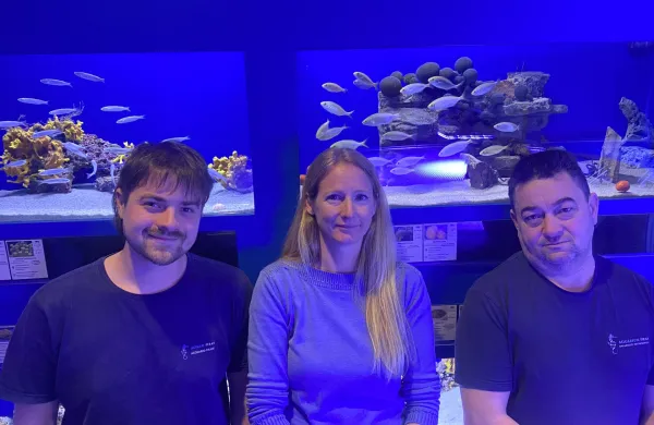 Končali prenovo osrednjega dela Akvarija, prav med selitvijo pa se je izvalila velika morska mačka