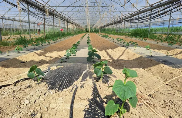 vročina zelenjava težave zelenjadarjev v Istri Sečoveljska dolinakumere rastlinjak Nevenka Pero&scaron;a, kmetija Pero&scaron;a Nova vas