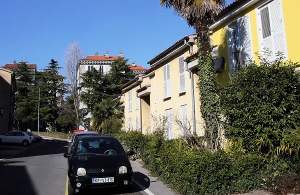 Koper, 15.02.2017Olmo Pahorjeva ulica, palme, palma