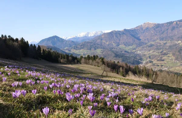 Lepota preprostih rastlin