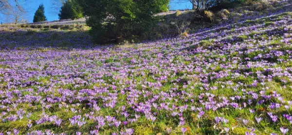 Lepota preprostih rastlin