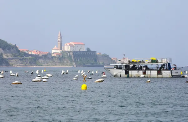 Slovenske klapavice se vračajo na na&scaron;e mize