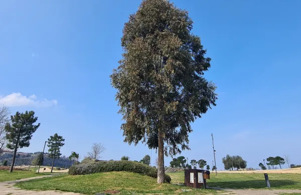 V Kopru strokovnjaki nasprotujejo množični zasaditvi evkaliptusov