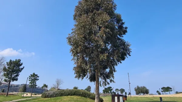 V Kopru strokovnjaki nasprotujejo množični zasaditvi evkaliptusov