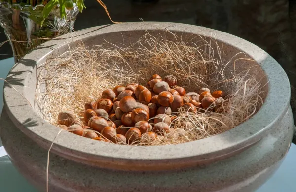 Ljudje z nizkim krvnim tlakom ali s pekočo zgago naj pojejo vsaj &scaron;tiri le&scaron;nike na dan.