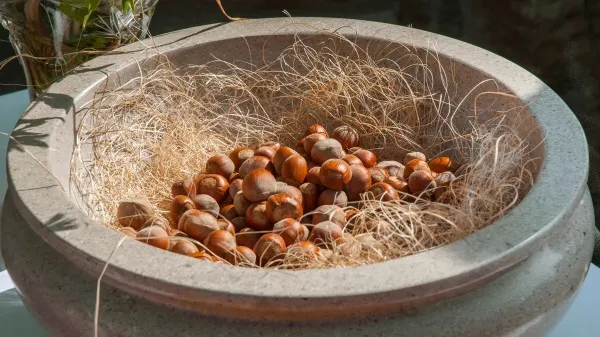 Ljudje z nizkim krvnim tlakom ali s pekočo zgago naj pojejo vsaj &scaron;tiri le&scaron;nike na dan.