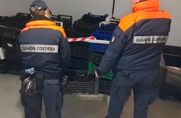 Morske ježke, ki so bili &scaron;e živi, so vrnili v morje