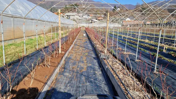 Izognimo se spomladanskim težavam z jagodičjem