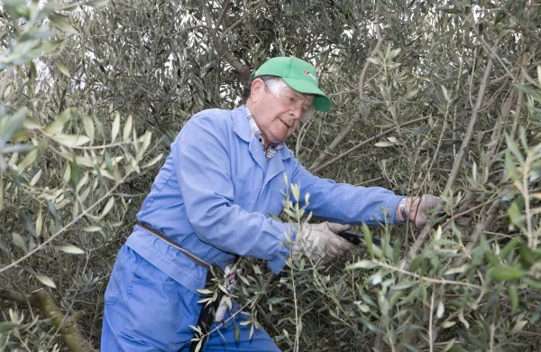 Roboti v pomoč oljkarjem