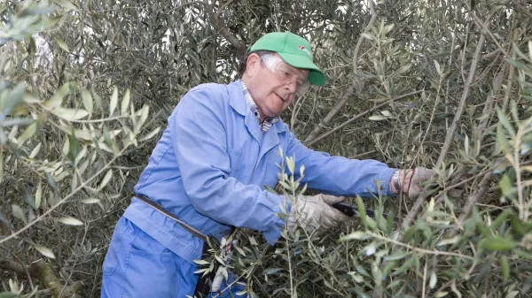 Roboti v pomoč oljkarjem