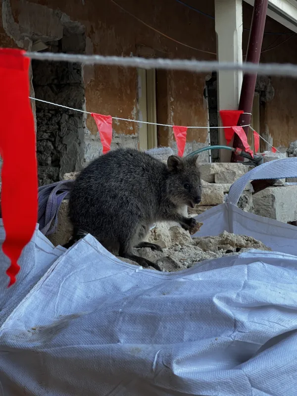 Quokke oziroma kratkorepe grmičaste kenguruje lahko srečamo samo na otoku Rottnest. Kljub temu, da veljajo za neizmerno prikupna bitja, restavratorjem in ostalim delavcem na gradbi&scaron;ču bojda povzročajo kar nekaj preglavic.