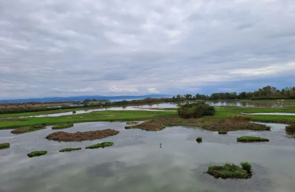 Biotska raznovrstnost severnega Jadrana kot skupna odgovornost