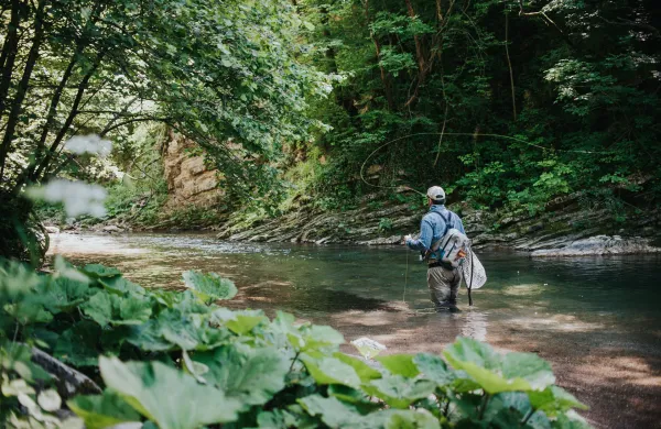 So&scaron;ka postrv plava med naravo, kulinariko, stroko in zabavo