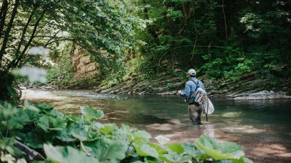 So&scaron;ka postrv plava med naravo, kulinariko, stroko in zabavo