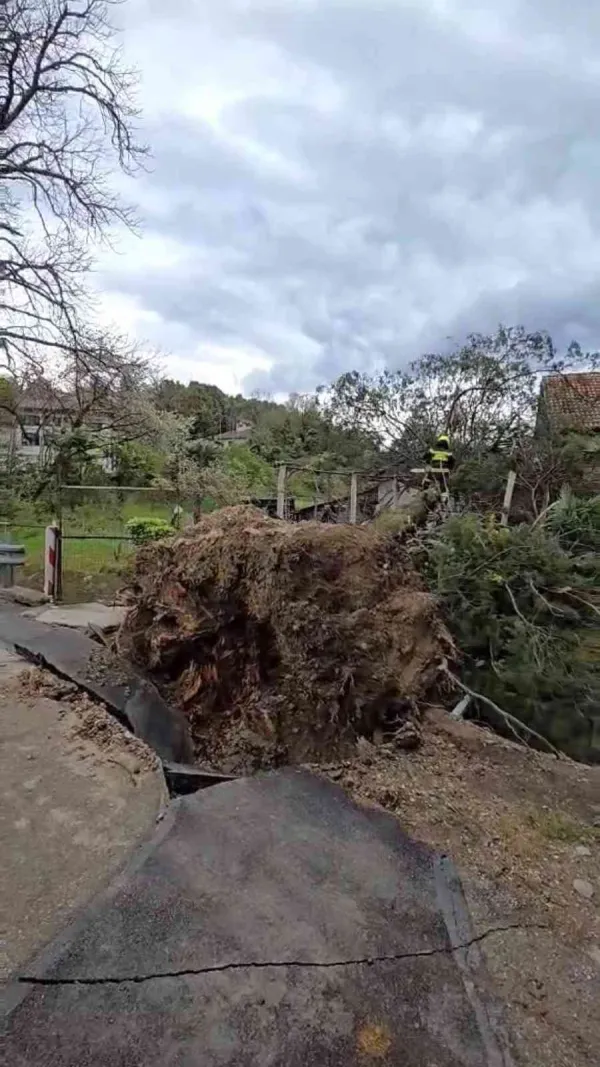 drevo padlo, drevo, vetrolom, rafut