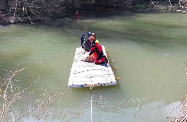 Nenavadna re&scaron;evalna akcija: blejala je na pomoč