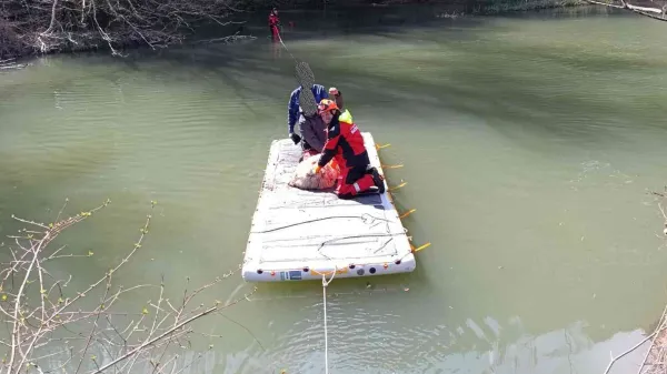 Nenavadna re&scaron;evalna akcija: blejala je na pomoč