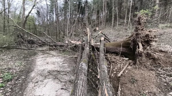 Zaradi podrtega in izruvanega drevja odsvetujejo obisk Panovca