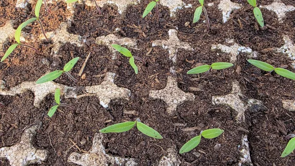 Idealna velikost sadik za pikiranje