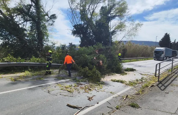 Na cesti Koper - Dragonja, pri Dragonji, je zaradi padlega drevja popolna zapora ceste.