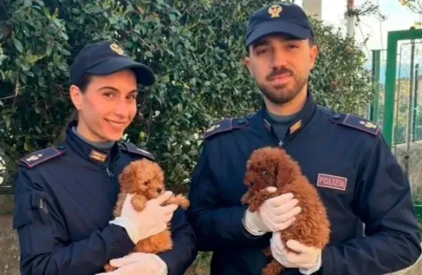 Italijanski obmejni policisti so re&scaron;ili enajst pasjih mladičev pasme pudelj.