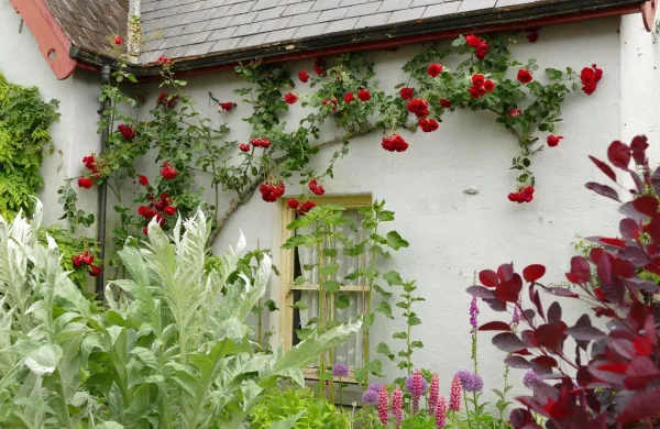 Popenjave sorte vrtnic so s svojo vi&scaron;ino nekoliko distancirane od vrta, a &scaron;e vedno prija lepa in cvetoča podlaga pod njimi.