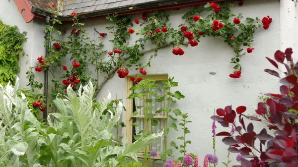 Popenjave sorte vrtnic so s svojo vi&scaron;ino nekoliko distancirane od vrta, a &scaron;e vedno prija lepa in cvetoča podlaga pod njimi.