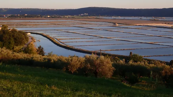 Sečoveljske soline so dragulj slovenske bioidverzitete 