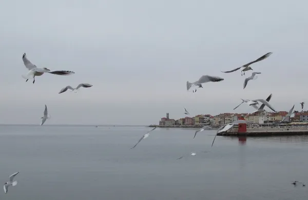 Piran galebi febr. 2013 vreme oblačno dež