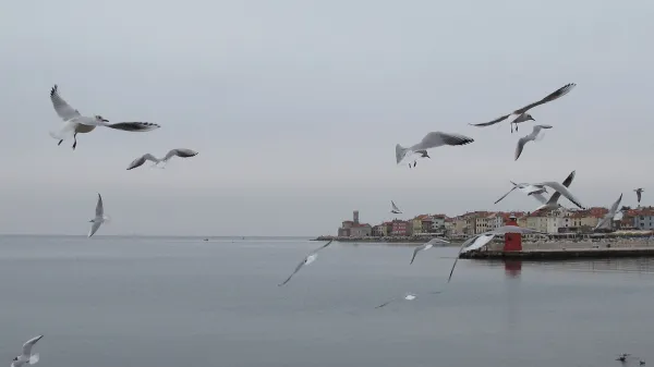 Piran galebi febr. 2013 vreme oblačno dež