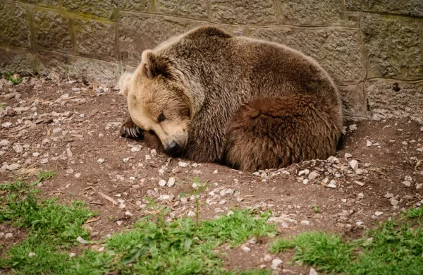 Ljubljana, zivalski vrt.Zivalski vrt v Ljubljani.Medved.