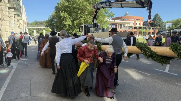 Danes popoldne so mlaj uspe&scaron;no pripeljali v Novo Gorico.