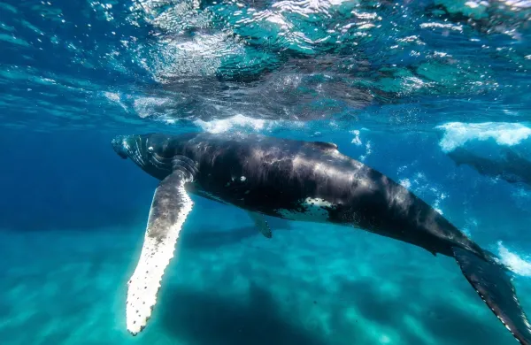 kit grbavec