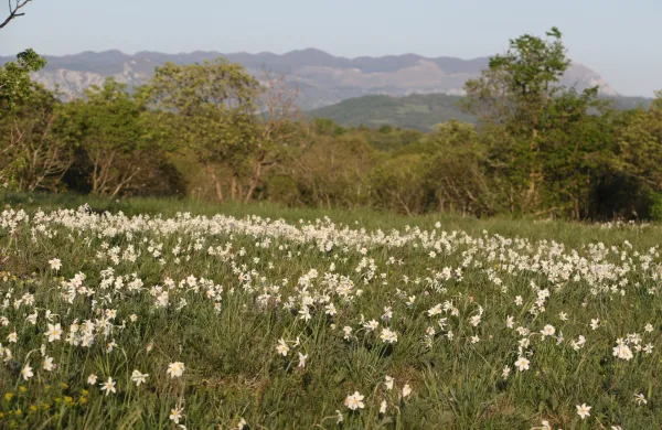 narcise travnik 
