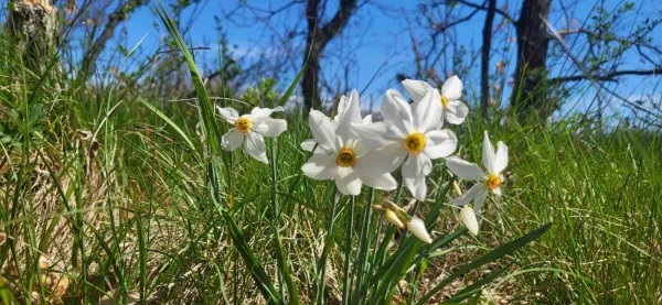 narcise cvetovi