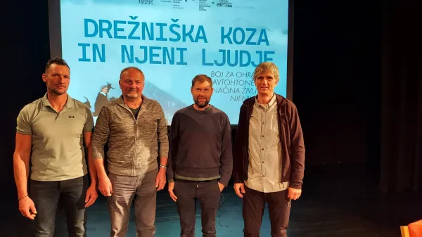 Kljub muhavosti drežni&scaron;ka koza rejcem zleze pod kožo