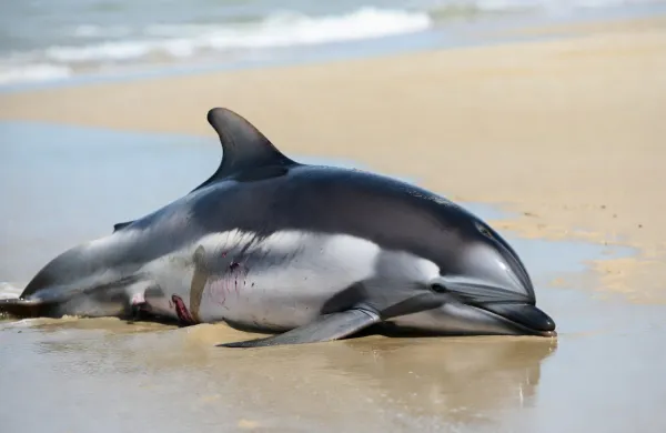 Delfin mrtev