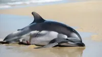 Delfin mrtev