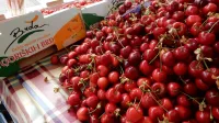 Če&scaron;nje 2016 domače bri&scaron;ke