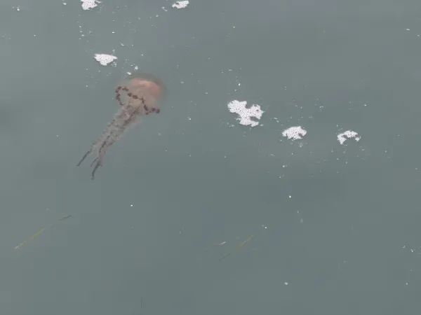 Meduze na koprski promenadi.