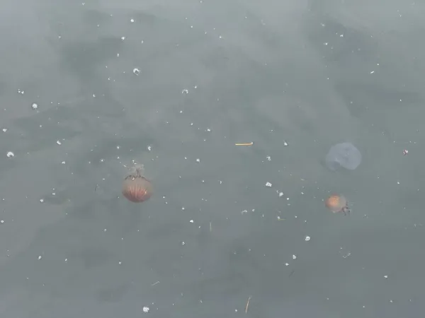 Meduze na koprski promenadi.