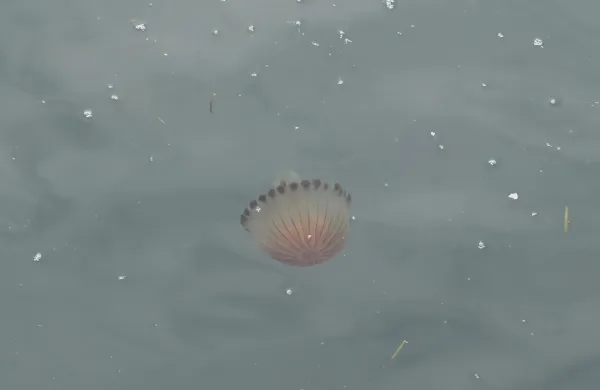 Meduze na koprski promenadi.