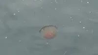 Meduze na koprski promenadi.