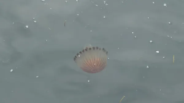 Meduze na koprski promenadi.