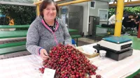 Obetala se je dokaj lepa letina če&scaron;enj, a dež je pri&scaron;el v najmanj primernem času