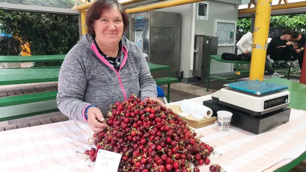 Obetala se je dokaj lepa letina če&scaron;enj, a dež je pri&scaron;el v najmanj primernem času